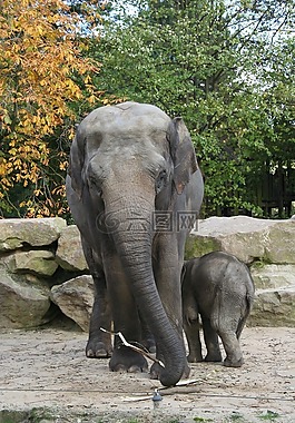 大象,動(dòng)物園,動(dòng)物