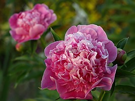 6 月,夏天,牡丹