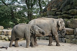 大象,動(dòng)物園,動(dòng)物