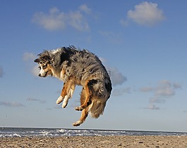 狗,海灘,澳大利亞牧羊犬