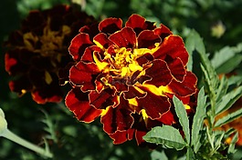 万寿菊,花园