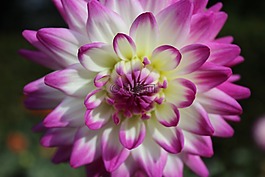 嬌琴紗,開花,秋花開花