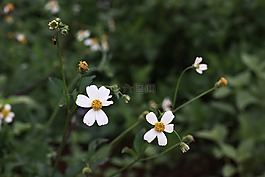 花,白,特寫