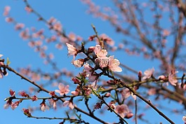 春,鮮花,春天的花朵