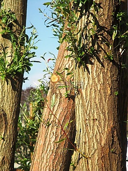 樹干,污垢,amriswil