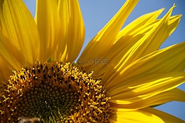 太陽(yáng)花,夏季,開花