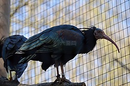 鳥(niǎo),羽毛,飛