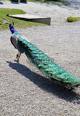 孔雀,羽毛,鳥