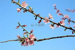 春天的花朵,盛開,粉紅色