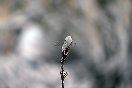 性质,冬天,雪