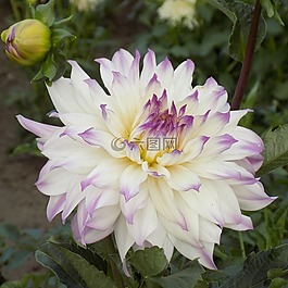 大丽花,花卉,植物园