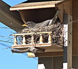 鳥,知更鳥,巢
