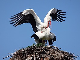 動物,鸛,鳥