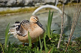 鴨,鳥(niǎo),家禽