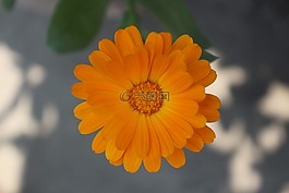 花,橙色,開花