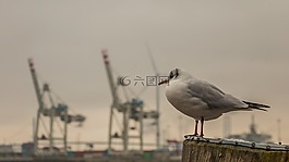 海,水域,易北河