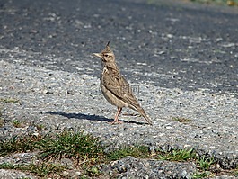 動物,鳥,野生