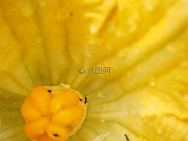 西葫蘆花,開花,黃色