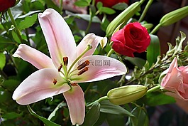 百合,玫瑰,鮮花