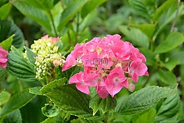 繡球花,花,花園