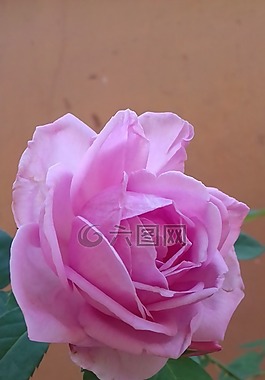 玫瑰,羅莎,花卉