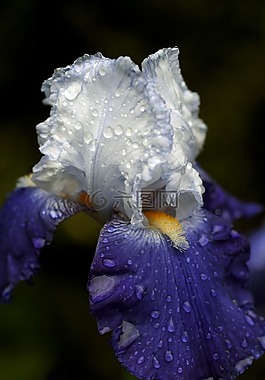 虹膜,花,蓝色