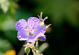 草地cranesbill,克内斯比尔,开花