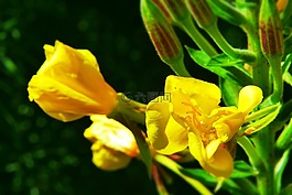百合花,未知,誰(shuí)知道它