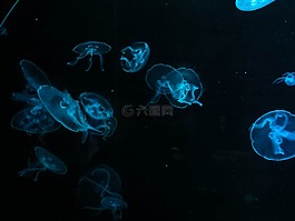 海蜇,水,藍色