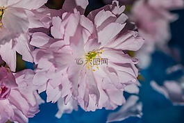 日本櫻花,開花,櫻花