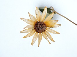 冬季,雪,花卉
