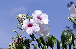 pandorea栀子,紫葳科,花