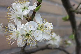pruimbloesem,開花,白