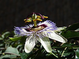 西番蓮,花,激情花
