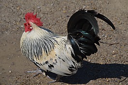 哈恩,羽毛,梳