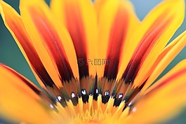 性質(zhì),花,夏季