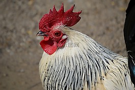 哈恩,羽毛,梳