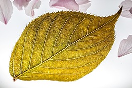 葉子,日本櫻花,落葉