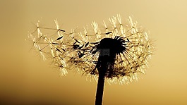 蒲公英,abendstimmung,種子