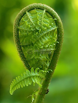 蕨類,綠色,廠