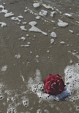 海,羅莎,浪漫