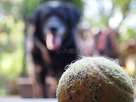 狗,球,寵物