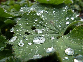 雨,雨下落,葉