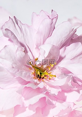 日本櫻花,開花,櫻花