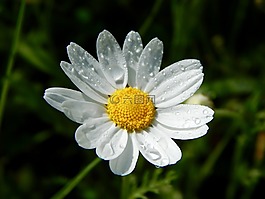 花,性質,雛菊