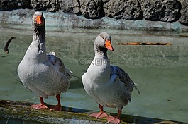 鵝,動物,鳥