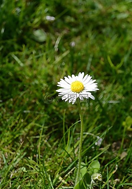 雛菊,花,春天