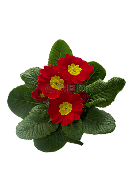 報(bào)春花,primulaceae,月見(jiàn)草溫室