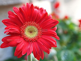 非洲雏菊,花,红色