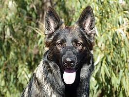德國牧羊犬,狗,黑